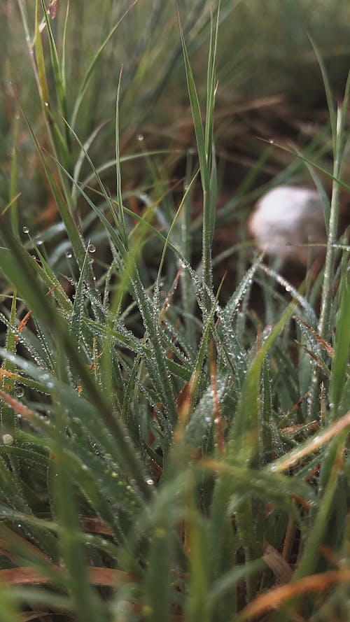 Photos gratuites de après la pluie, eau, fermer