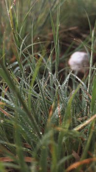 Close-up of dew-covered grass blades, capturing the essence of nature's morning beauty.