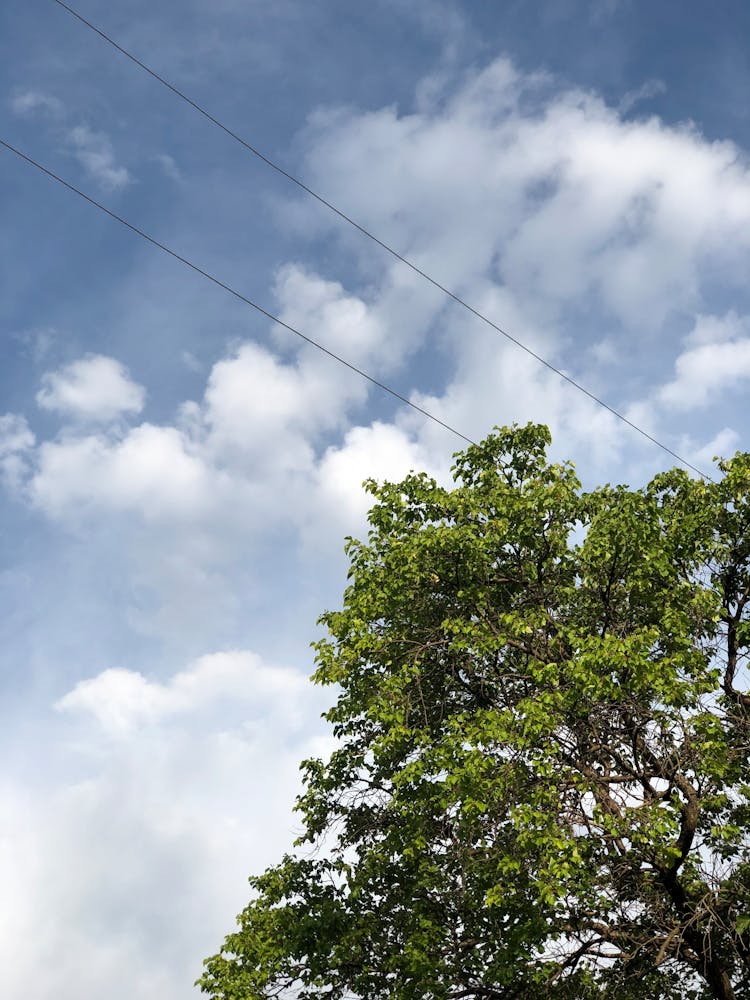 Green Tree Against Blue Sky