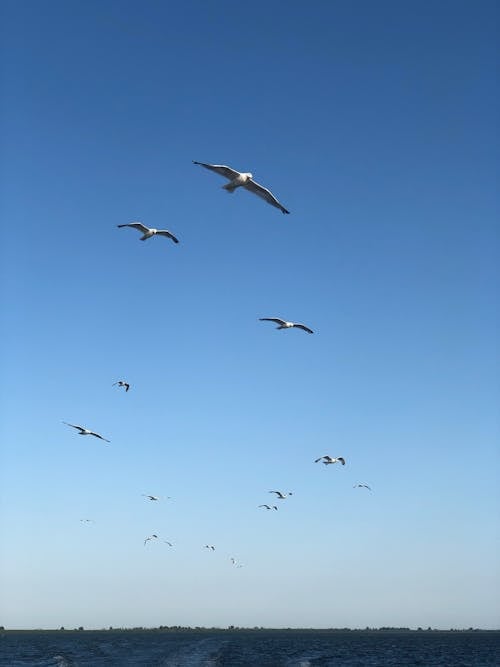 Free Flock of Birds Flying Under Blue Sky Stock Photo
