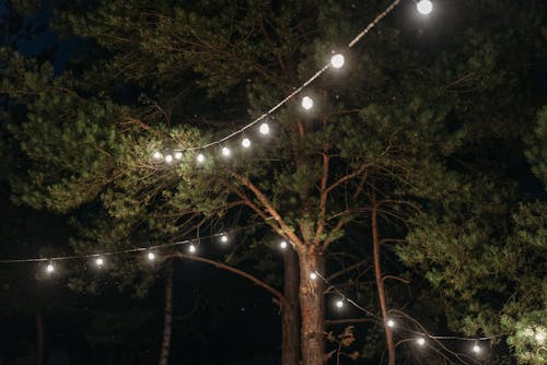 String Lights Hanging between Trees at Night 