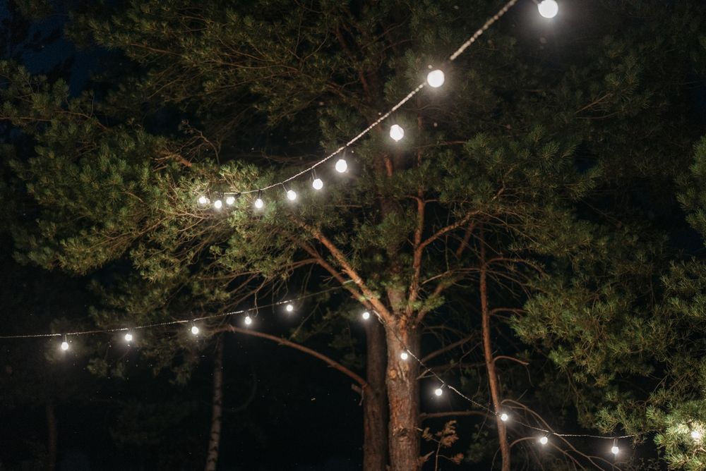 Garden trees wrapped in warm string lights at night