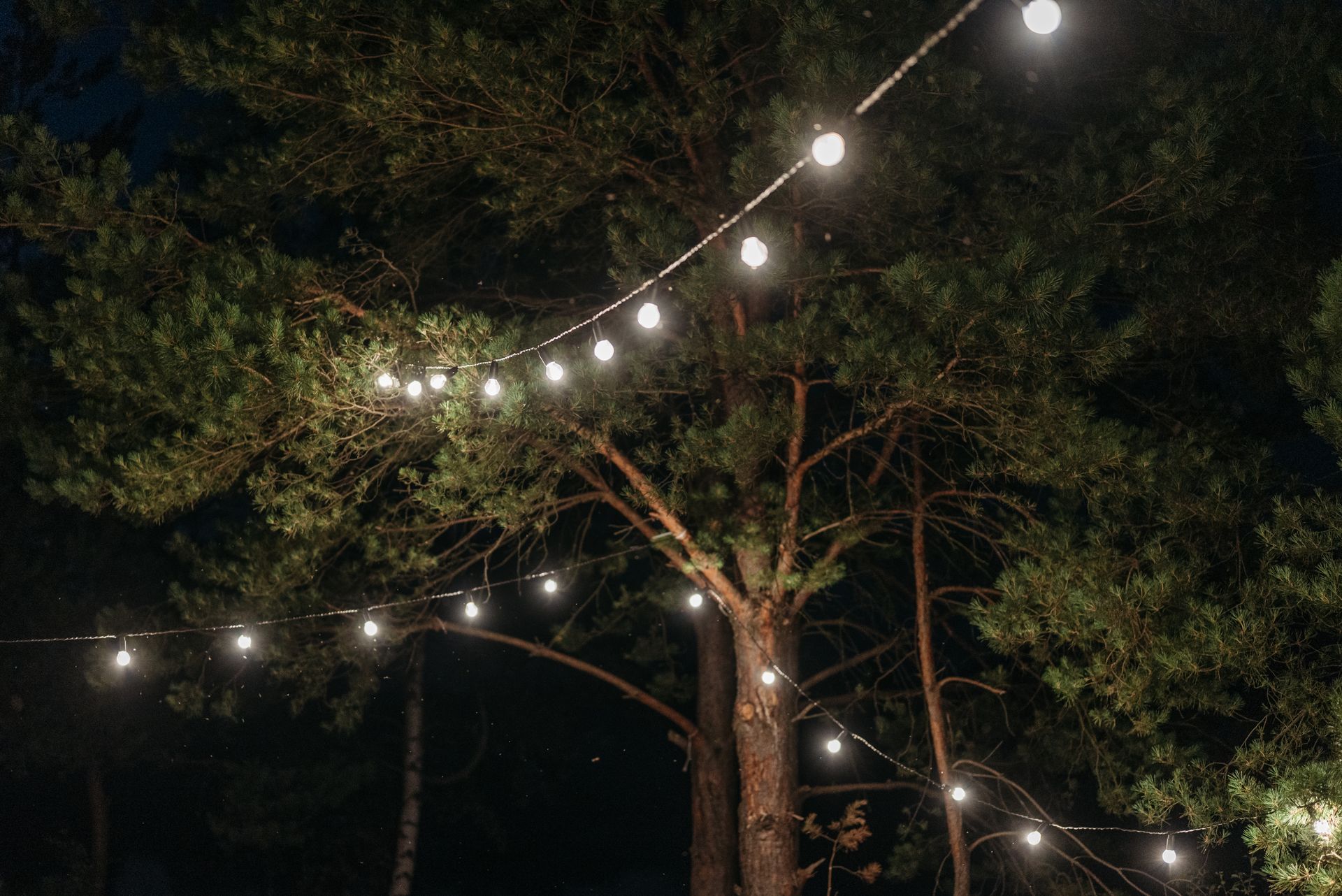 String Lights Hanging between Trees at Night