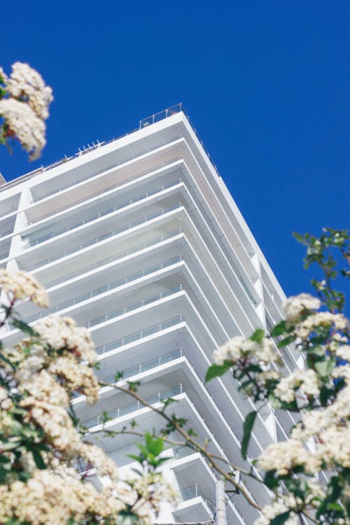 高層ビルの横にある白い桜