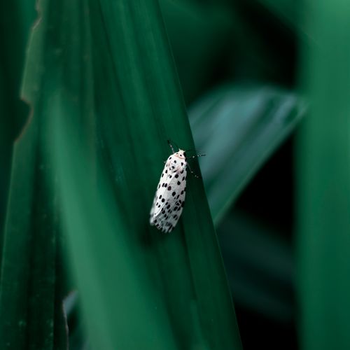 Free Close-up of a white polka-dot moth perched on vibrant green leaves. Stock Photo