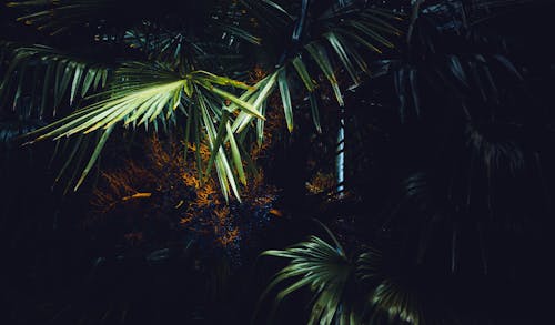Fotobanka s bezplatnými fotkami na tému dažďový prales, dlaň, exotický