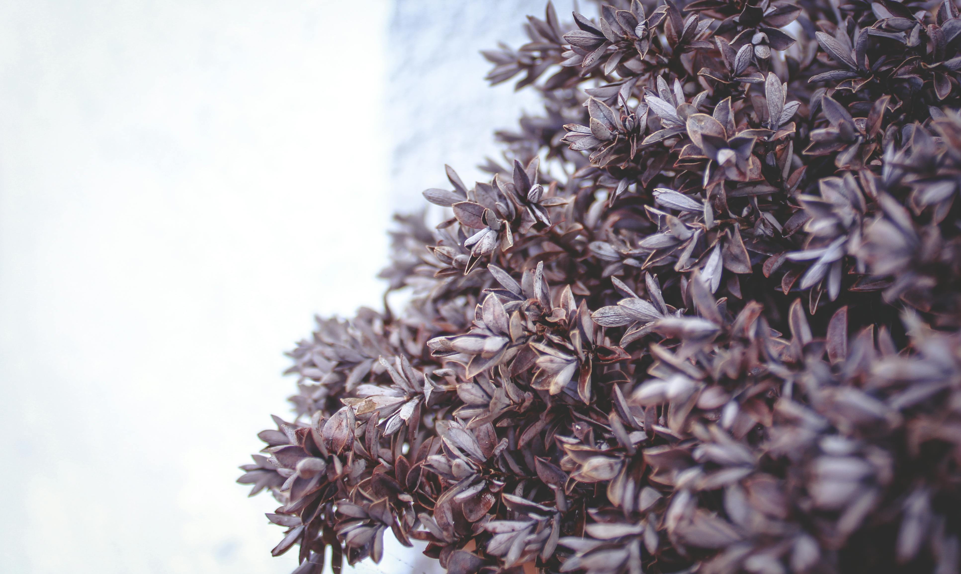 brown-leaf-plant-free-stock-photo