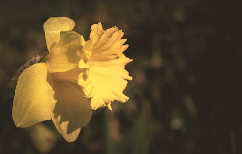 Free Yellow Daffodil Flower in Tilt Shift Lens Photography Stock Photo