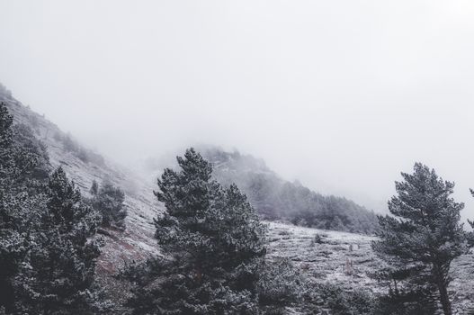 Misty mountain scene with snow-dusted trees, capturing the serene beauty of nature.