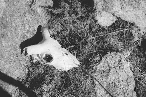 Animal Skull on the Grass Beside a Rock