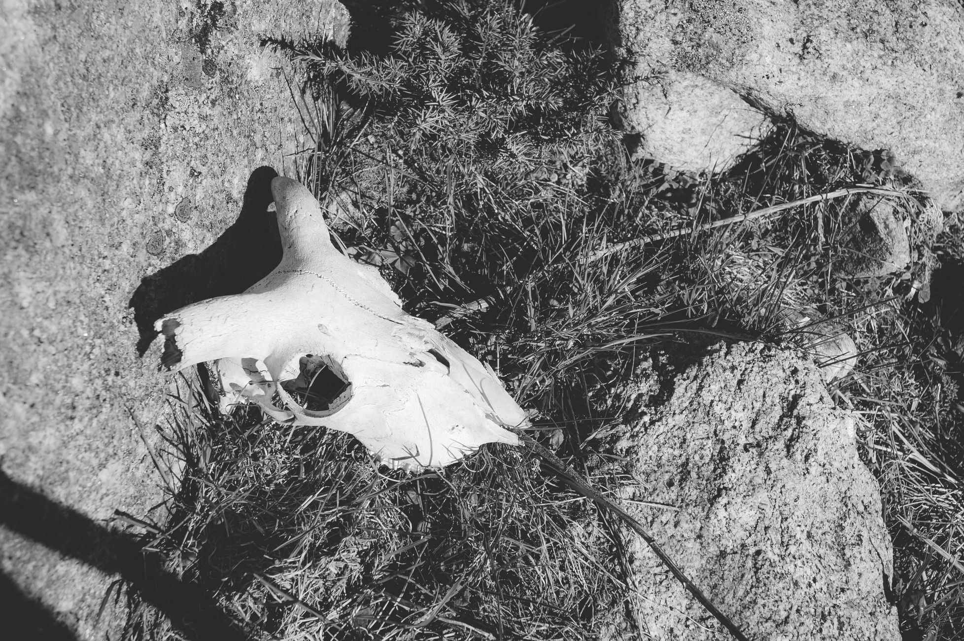 Fossil Fish in Egypt's Desert Shed Light on Marine History Post-Extinction