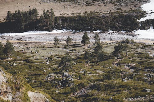 Pine Trees on Mountain in Wild Landscape