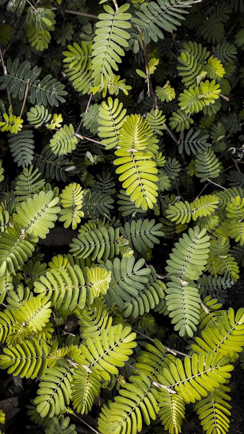 Photograph of Green Water Mimosa Leaves