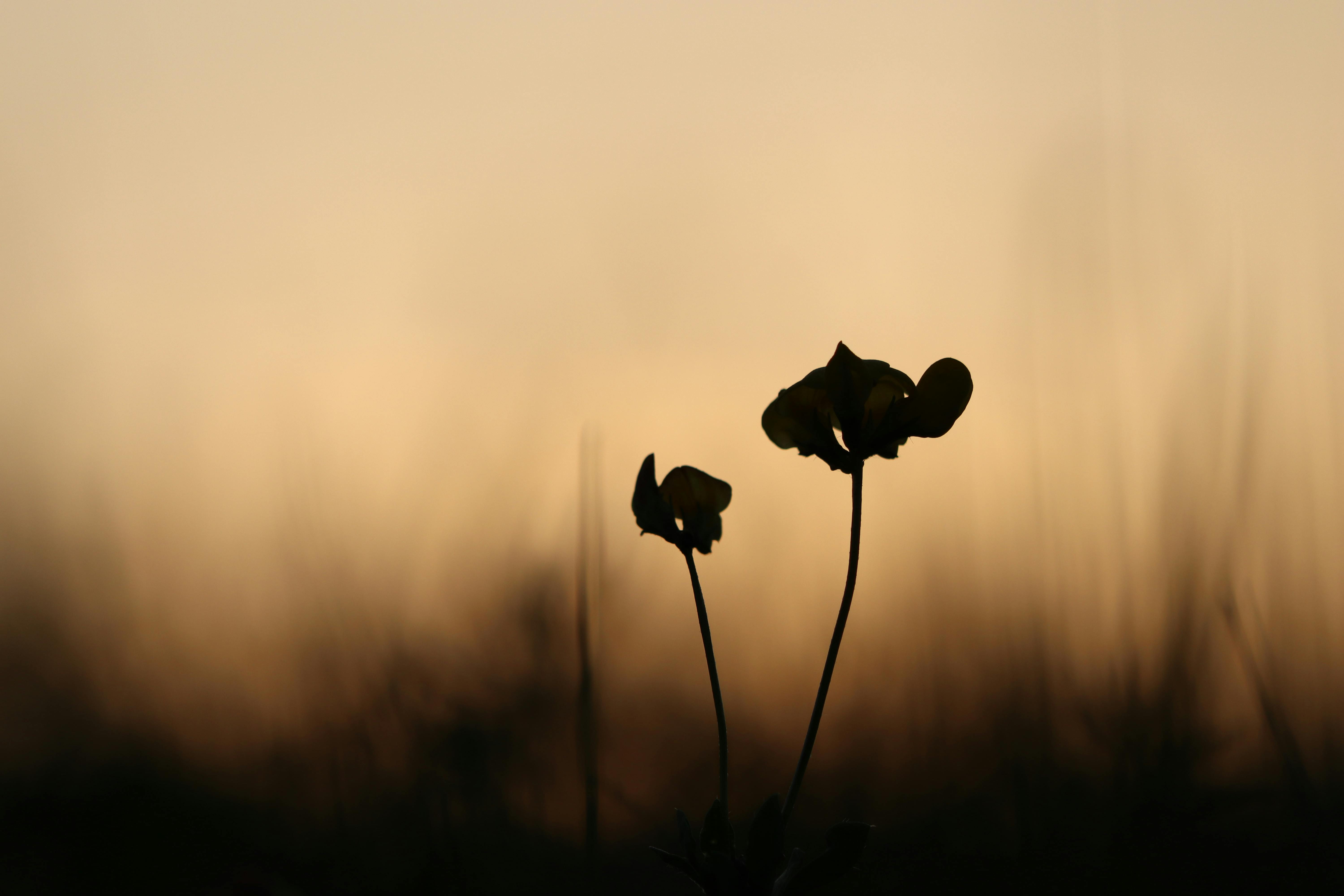 Artistic silhouette of wildflowers against warm sunset in Croatia, captures serene twilight beauty.