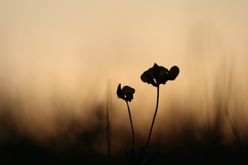 Gratis lagerfoto af brun, flora, luftslør