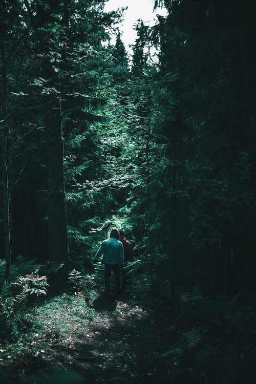Free Two individuals walking along a sunlit forest trail surrounded by lush trees. Stock Photo
