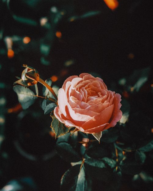 Free Beautiful close-up of a blooming pink garden rose amidst lush green leaves. Stock Photo