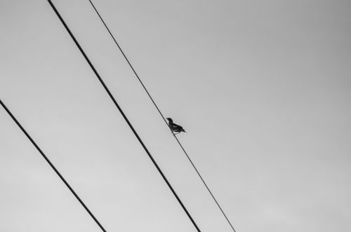 Free Monochrome photo of a bird perched on a power line against a clear sky. Stock Photo
