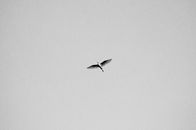White Bird Flying in the Sky