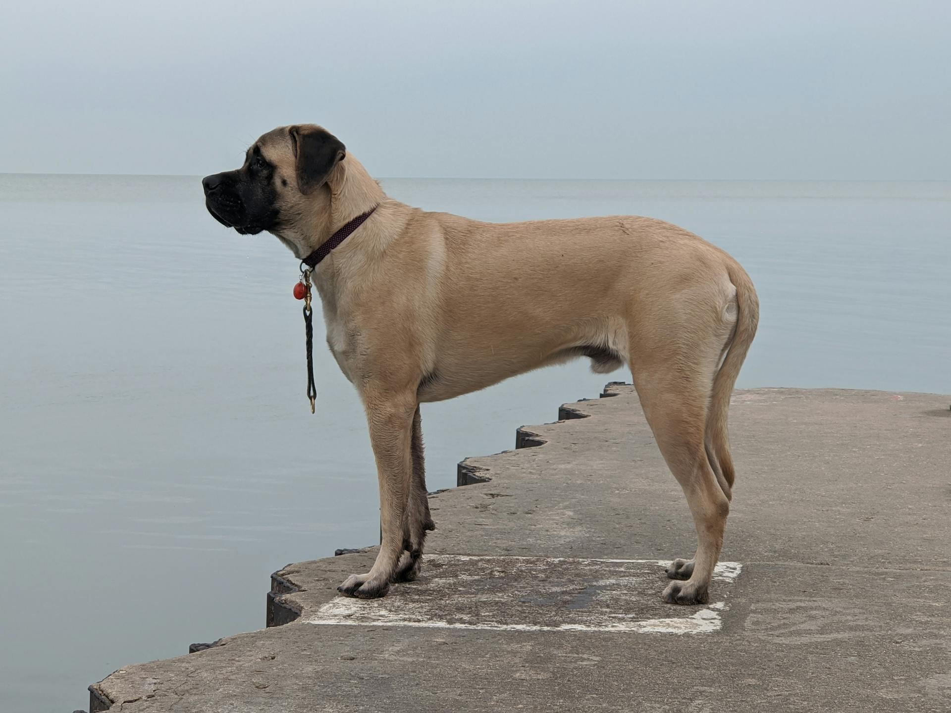 Een mastiff op een betonnen vloer bij een watermassa