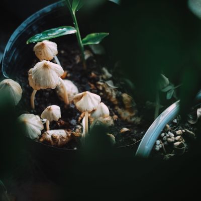 Composting at Home: 5 Mistakes That Slow Results