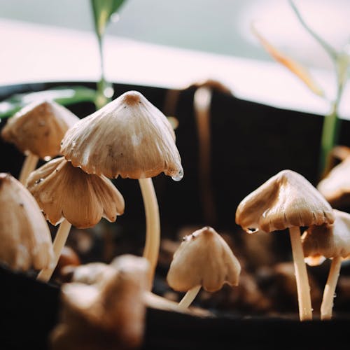 A Close-up Shot of a Wet Mushrooms