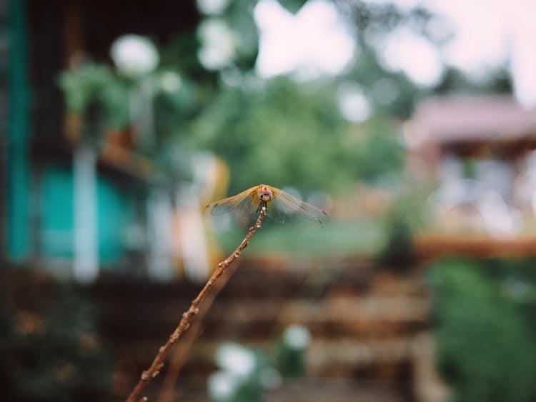 Dragonfly On Stick