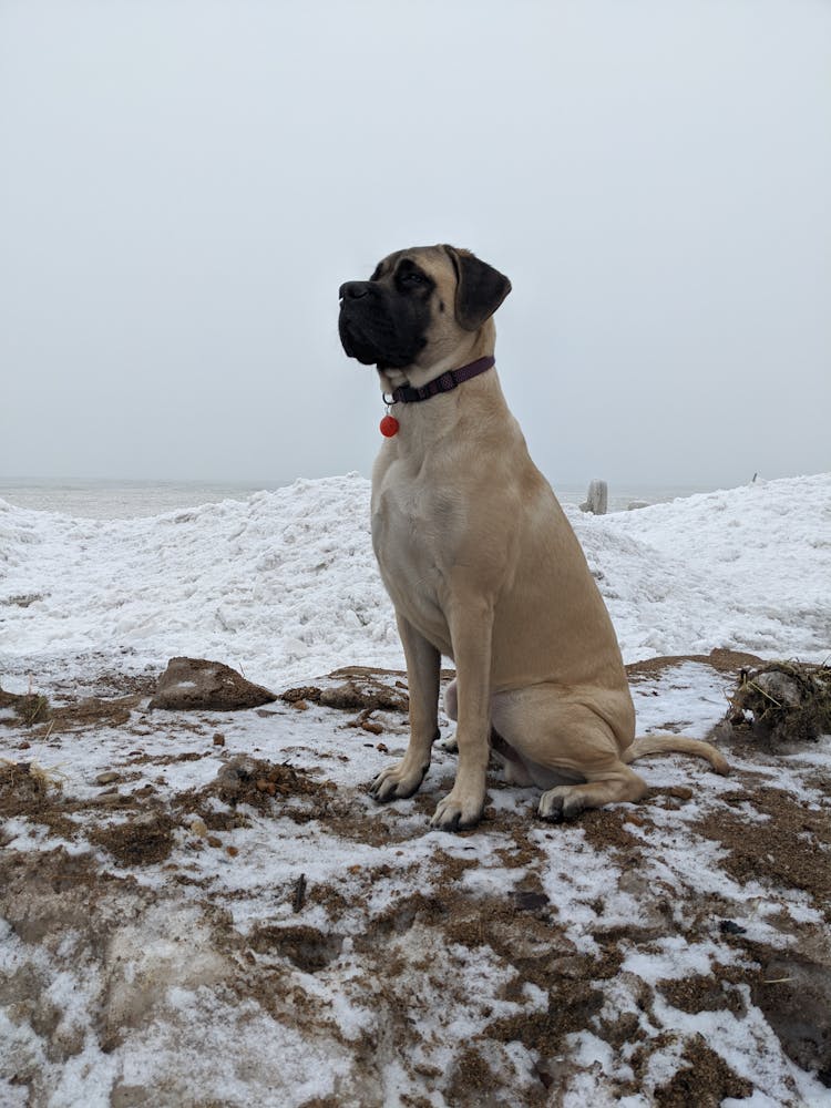 Dog Sitting On Snow