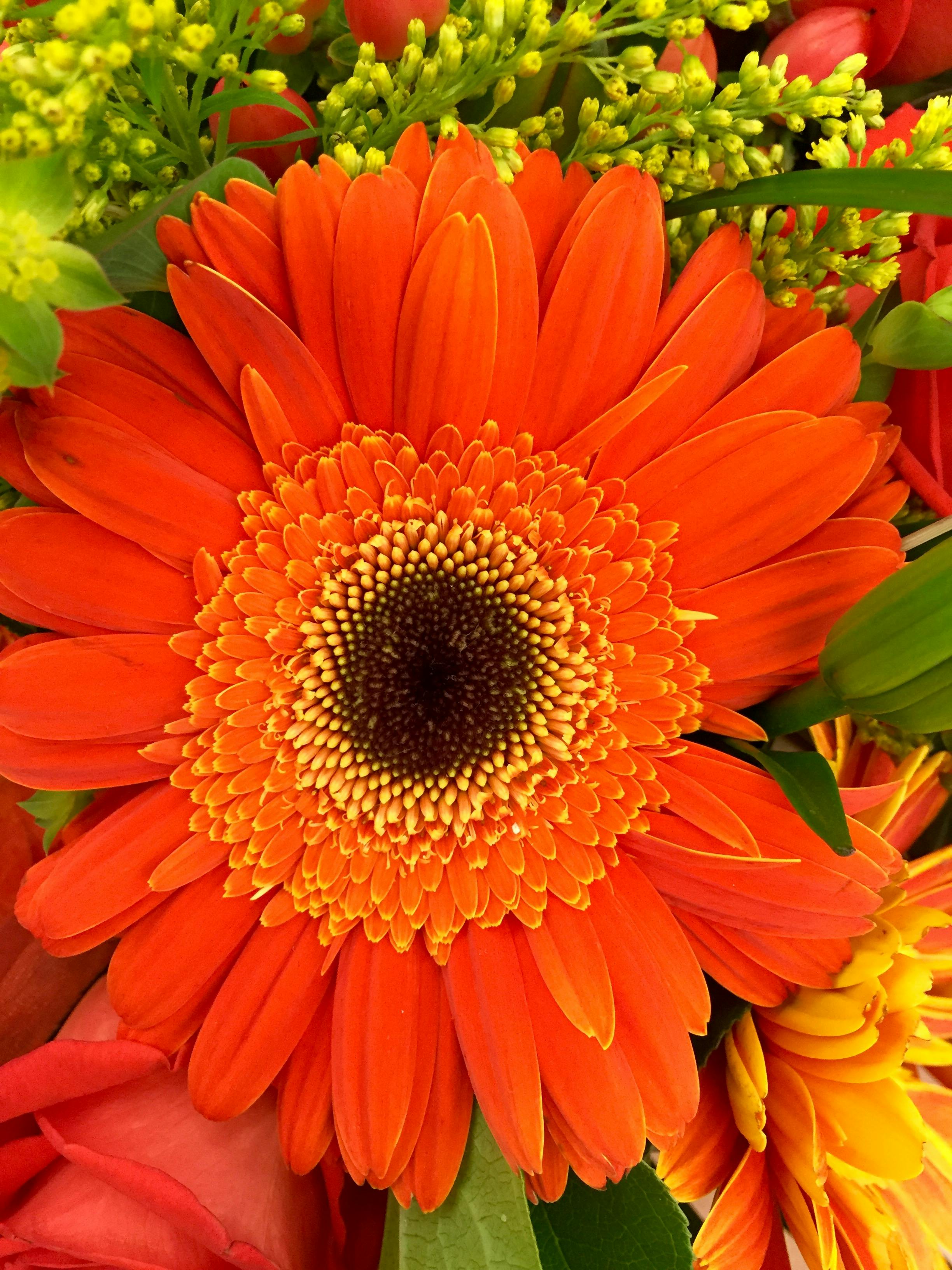 昼間のクローズアップ写真でオレンジと黒の花びらの花 無料の写真素材