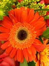 这张充满活力的橙色非洲菊特写，周围绿叶环绕，展现了大自然的春天之美
