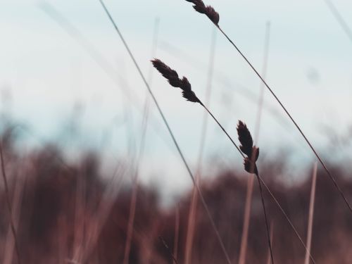 Free Serene image of tall grass silhouettes swaying gently against a soft pastel sky. Stock Photo