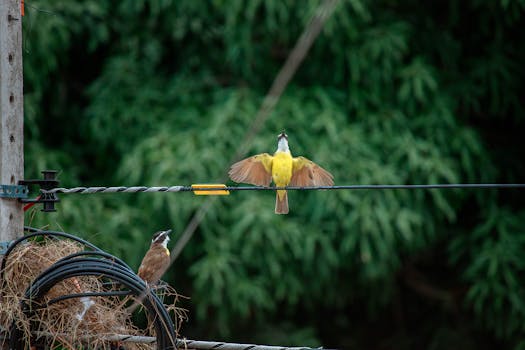 A vibrant Great Kiskadee perched on an electrical wire with wings open, surrounded by lush greenery.