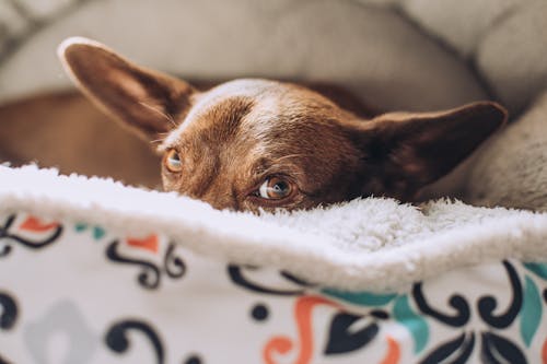 бесплатная Бесплатное стоковое фото с домашнее животное фотография, животное, коричневая собака Стоковое фото