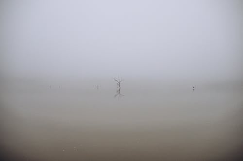 Fotos de stock gratuitas de árbol desnudo, árbol sin hojas, con neblina