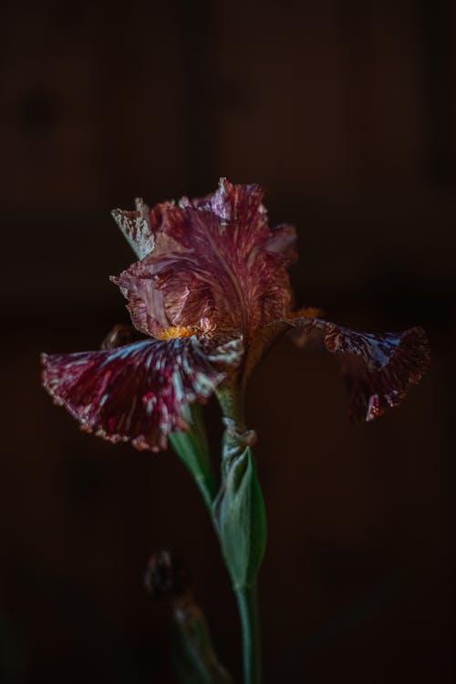 Fotos de stock gratuitas de flor que se abre, iris, vintage