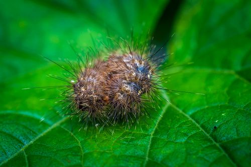 Free Detailed macro shot of a caterpillar resting on a vibrant green leaf. Stock Photo