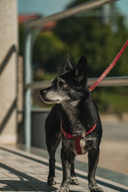 Kostnadsfri bild av canidae, däggdjur, djur