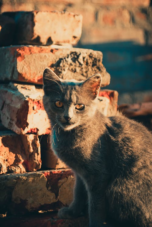 動物, 動物攝影, 哺乳動物 的 免費圖庫相片