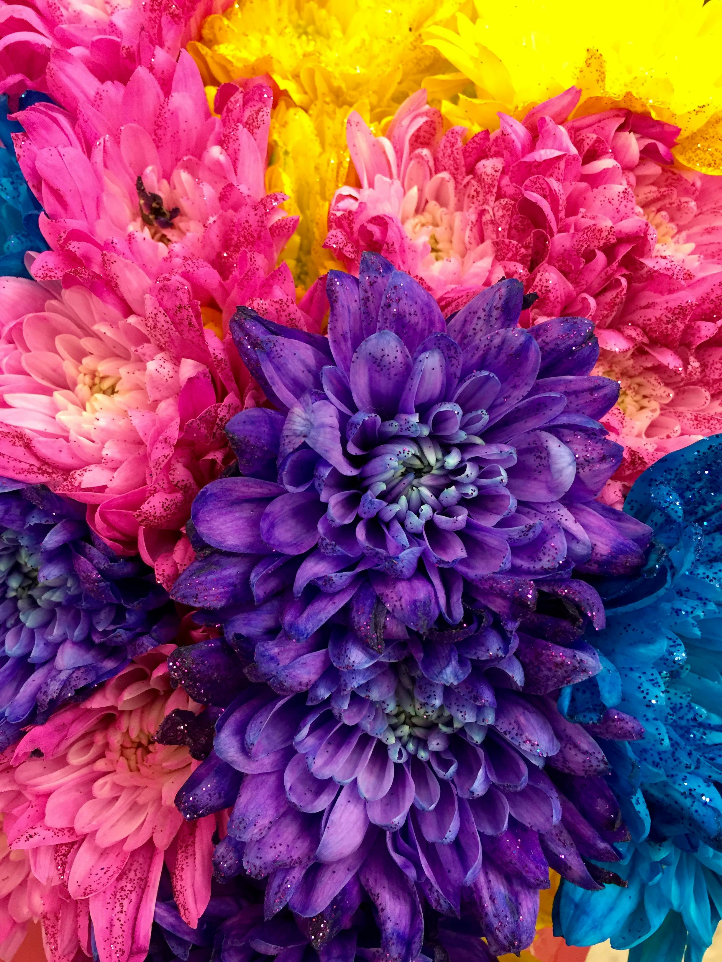 Free stock photo of bloom, blossom, bright