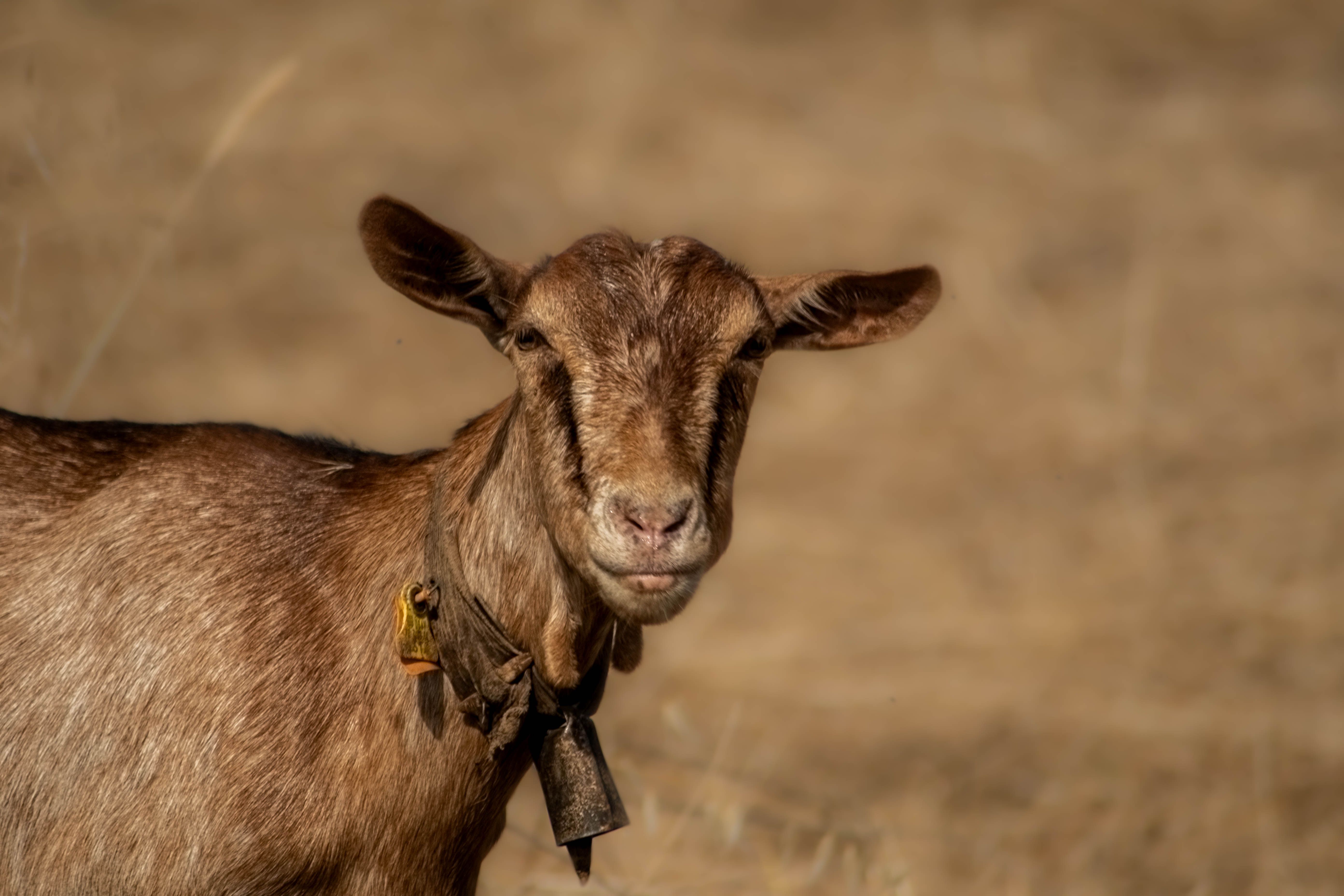 A detailed close-up of a goat with a bell in a rural setting of Proença-a-Nova, Portugal.