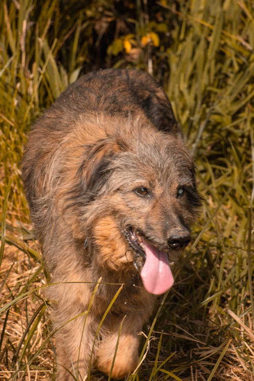 Free A Brown Furry Dog on a Grassy Field Stock Photo
