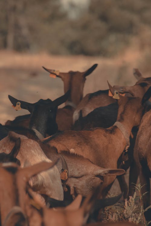 Free Herd of Goats on Brown Field Stock Photo