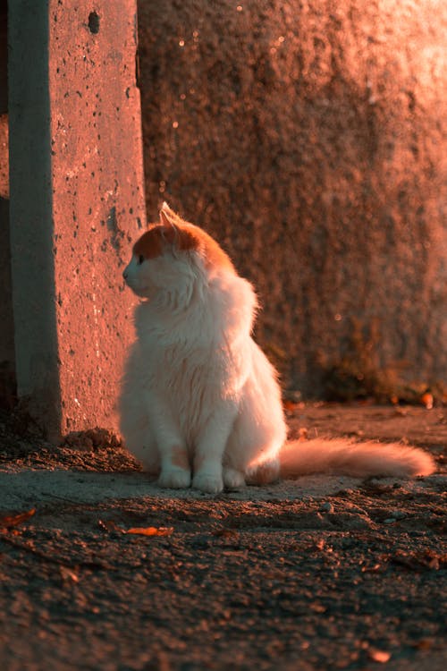 Close-Up Shot of a White Cat Sitting