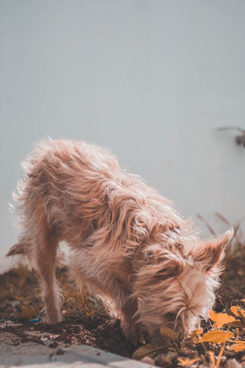 Free A Brown Furry Dog  Stock Photo