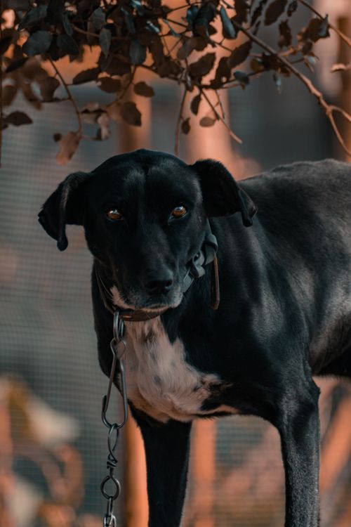 Free A close-up of a black Labrador dog on a leash in an outdoor setting. Stock Photo