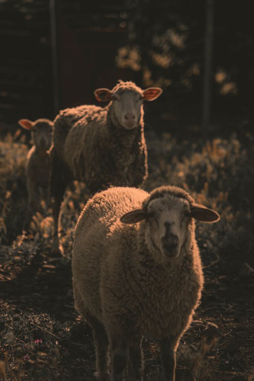 Sheep on a Grassy Field