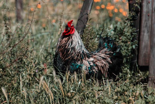 Free A Rooster on the Grass Stock Photo