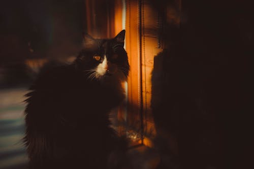 Δωρεάν στοκ φωτογραφιών με tabby cat, αιλουροειδές, Αιλουροειδή
