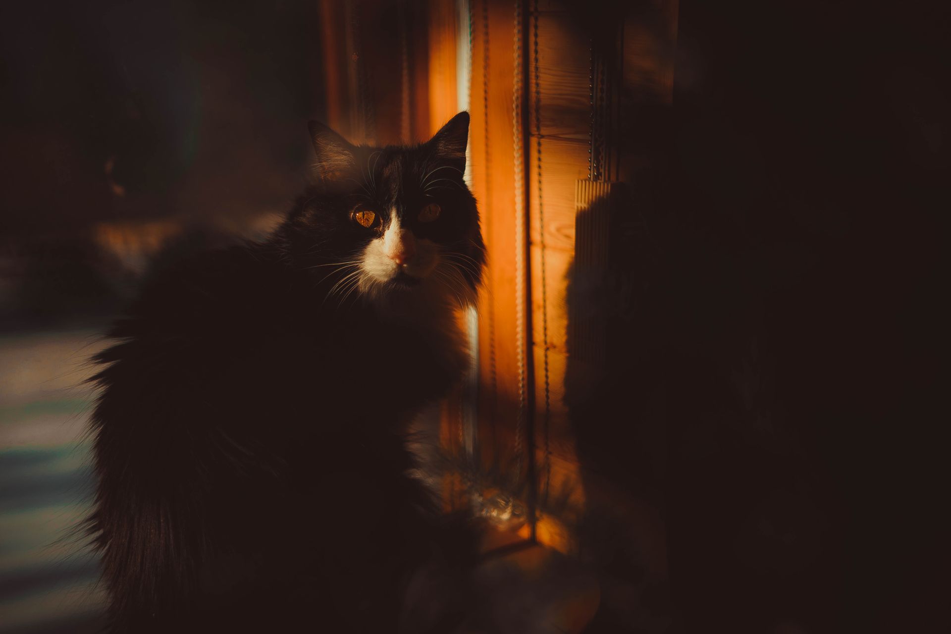 Close-Up Shot of a Black Domestic Long-Haired Cat Sitting