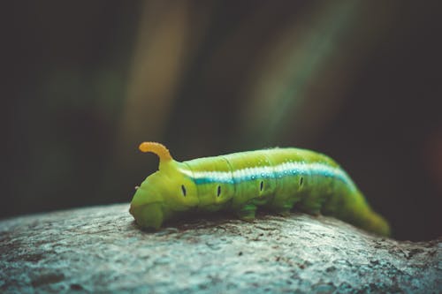Free Green Caterpillar on Gray Surface Stock Photo